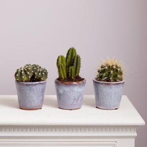 Cacti trio