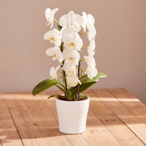 Phalaenopsis white cascade plant