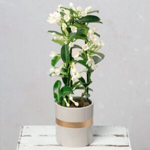 Madagascar Jasmine Plant